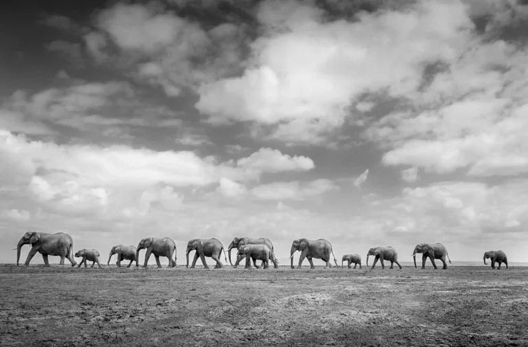 baby:et8a6cpompe= elephant